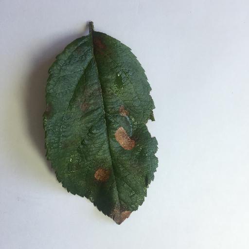 Alternaria leaf spot