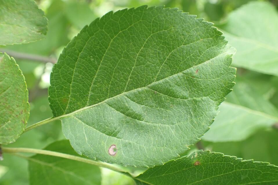 Frogeye leaf spot