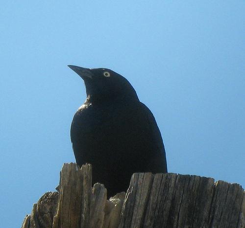 Brewer Blackbird