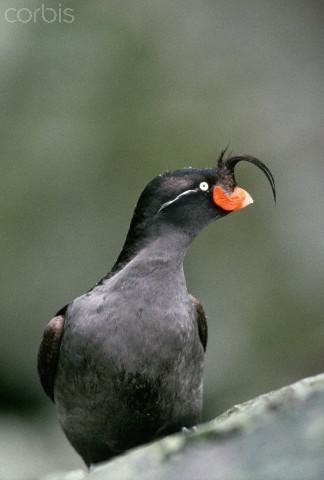 Crested Auklet