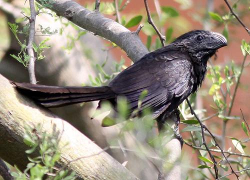 Groove billed Ani