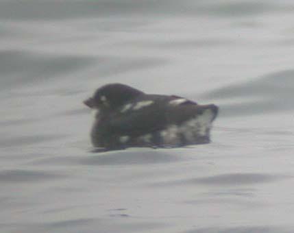 Least Auklet