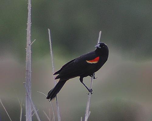 Red winged Blackbird