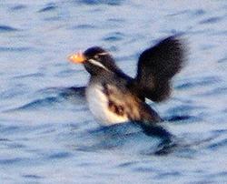 Rhinoceros Auklet