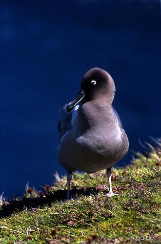 Sooty Albatross