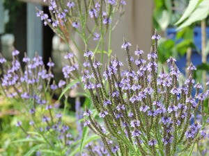 Blue_Vervain