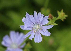 Chicory