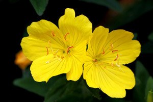 Evening_Primrose