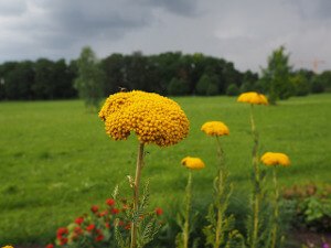 Fern_Leaf_Yarrow