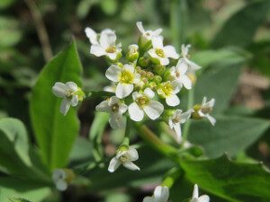 Field_Pennycress