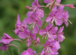 Fireweed