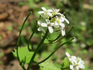 Garlic_Mustard