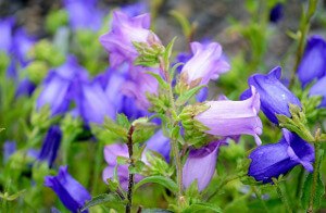 Harebell