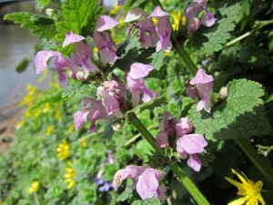 Henbit