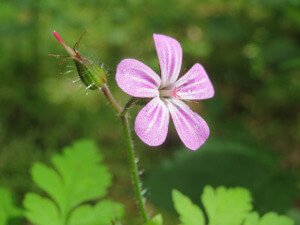 Herb_Robert