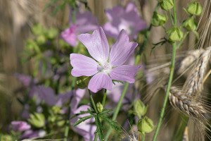 Mallow