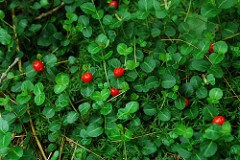 Partridgeberry