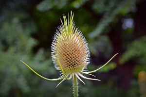 Teasel