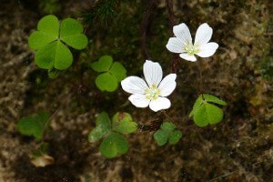 Wood_Sorrel