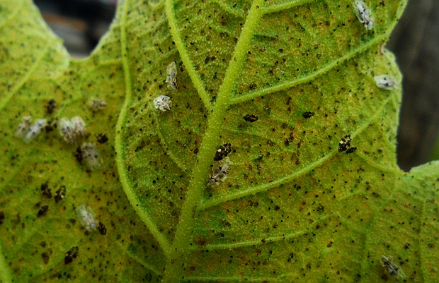 CorythuchaCiliata