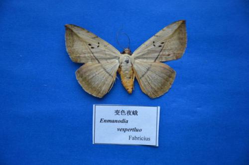 EnmonodiaVespertiliFabricius