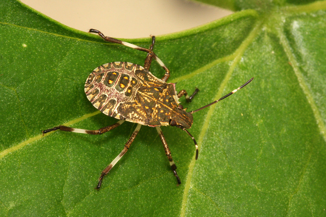 HalyomorphaPicusFabricius