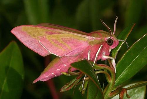 PergesaElpenorlewisi