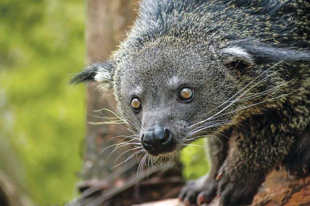 Arctictis binturong