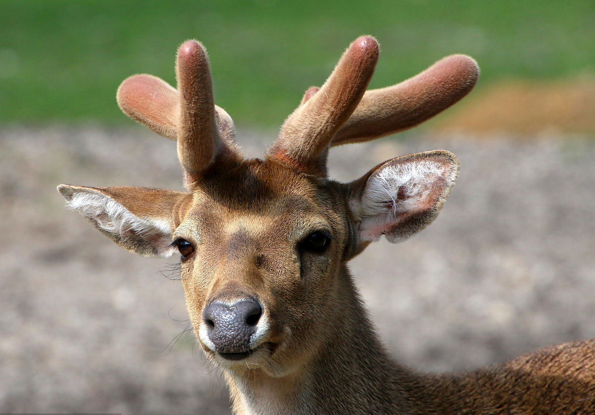 Cervus eldii