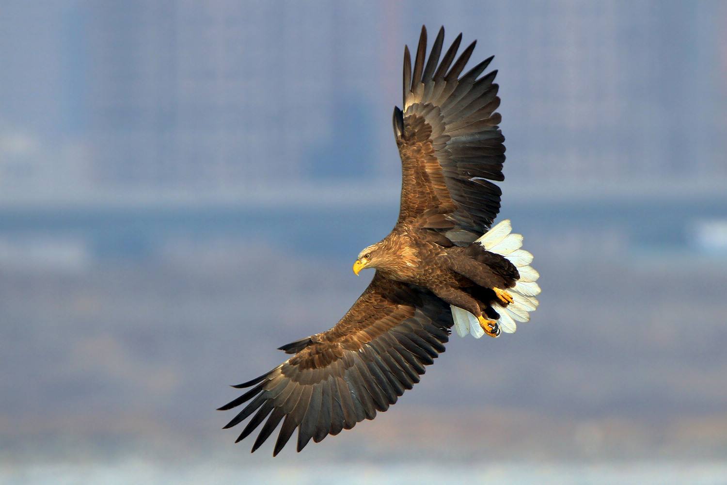 Haliaeetus albicilla