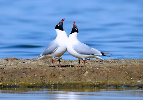 Larus relictus