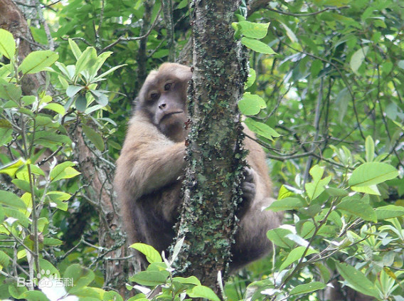 Macaca assamensis