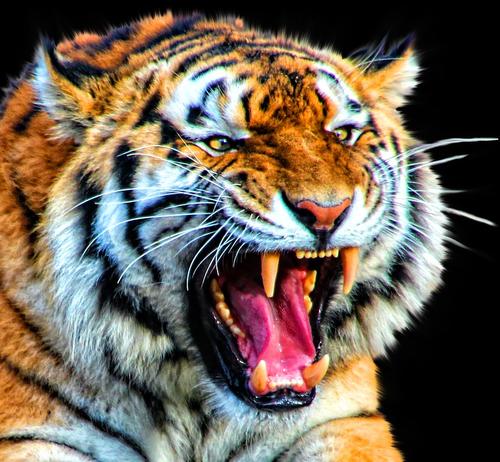 Panthera tigris