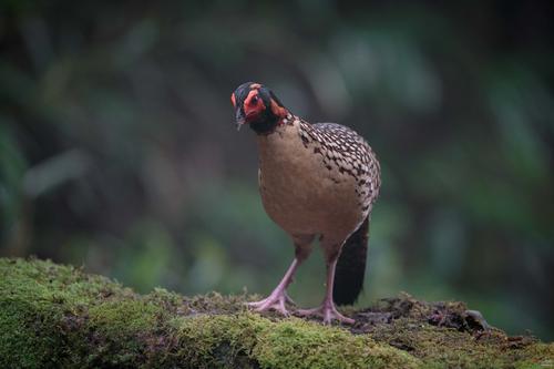 Tragopan blythii