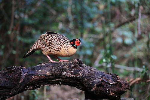 Tragopan caboti