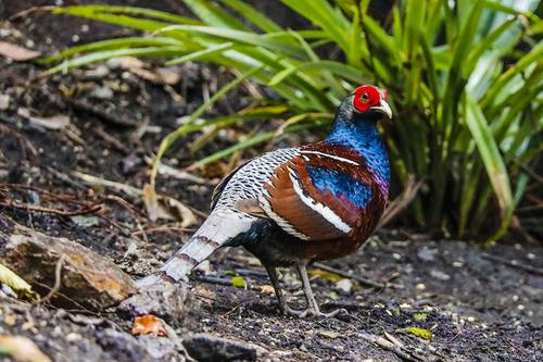 Tragopan melanocephalus