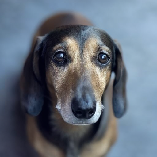 d3xt3r-l1tt13-dachshund_000500_00_20240928134906.png