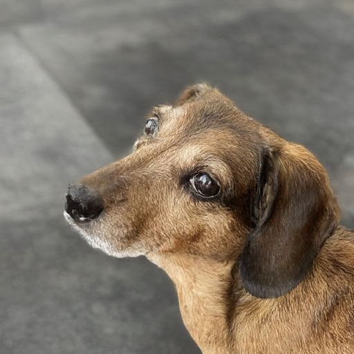 d3xt3r-l1tt13-dachshund_001500_00_20240928160845.png