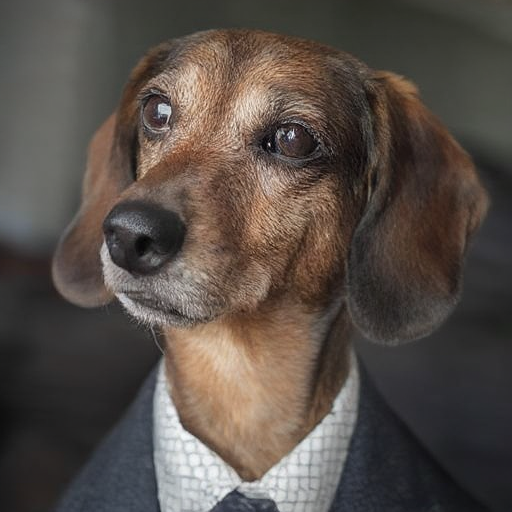 d3xt3r-l1tt13-dachshund_001500_01_20240928160913.png