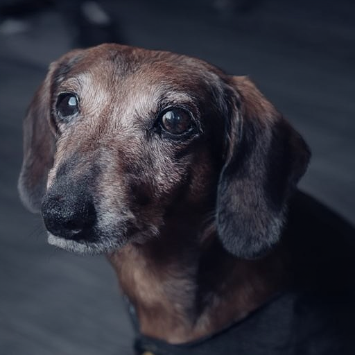 d3xt3r-l1tt13-dachshund_001500_02_20240928161015.png