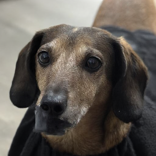 d3xt3r-l1tt13-dachshund_002000_02_20240928164741.png