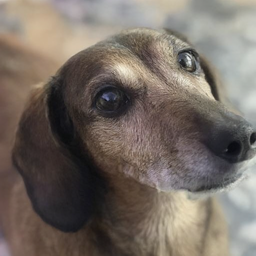 d3xt3r-l1tt13-dachshund_002500_00_20240928170730.png