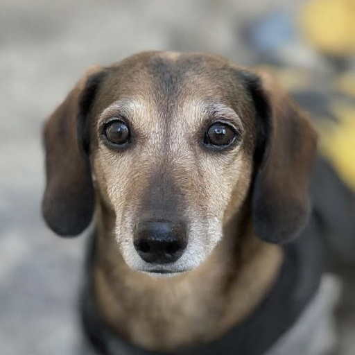 d3xt3r-l1tt13-dachshund_003000_02_20240928172744.png