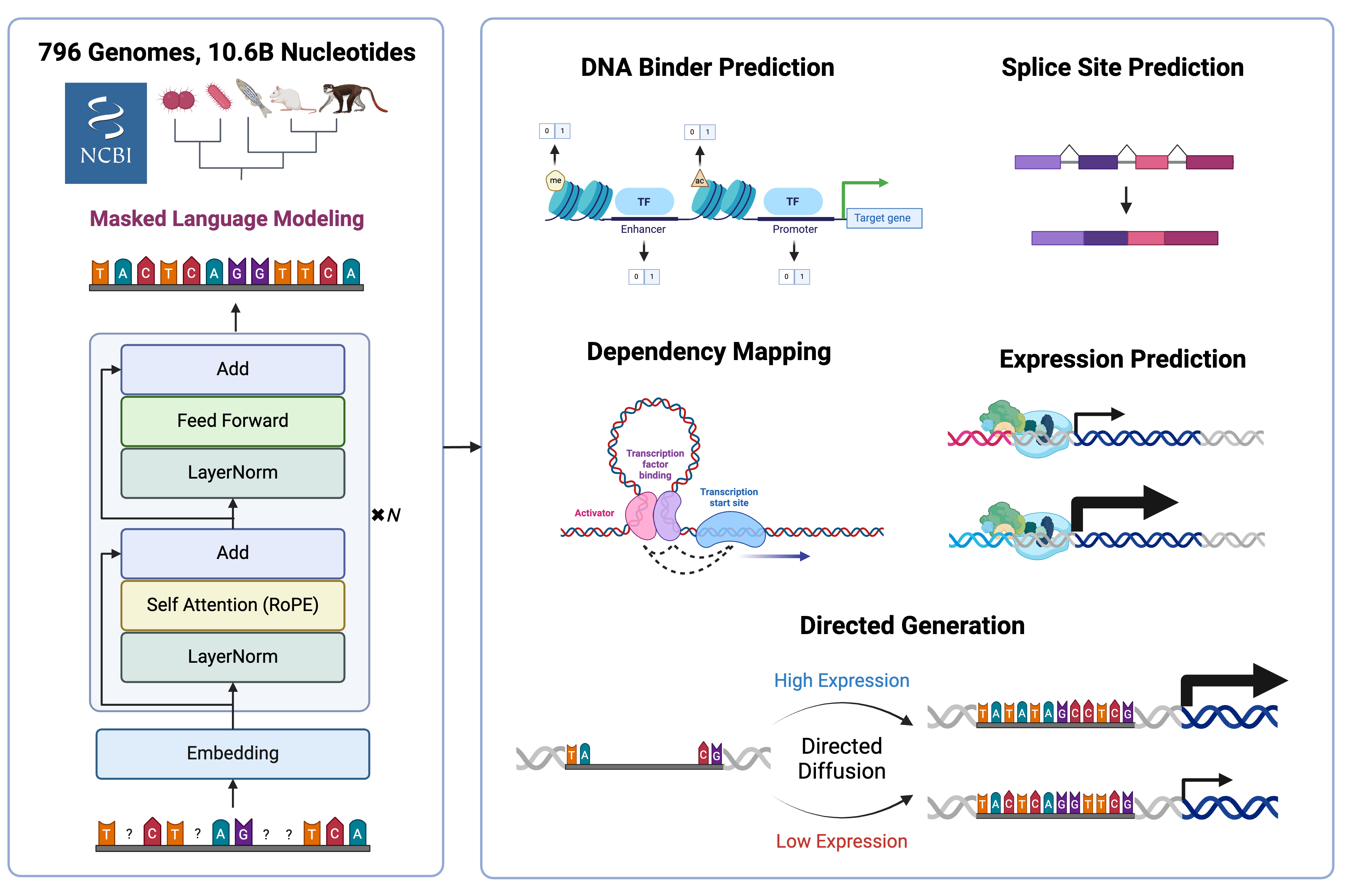 DNA_RNA FM model architecture.png