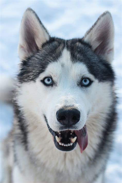 husky