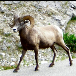 bighorn_sheep.png