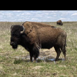 bison.png