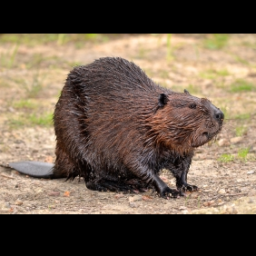 beaver.png