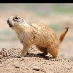 prairie_dog.png