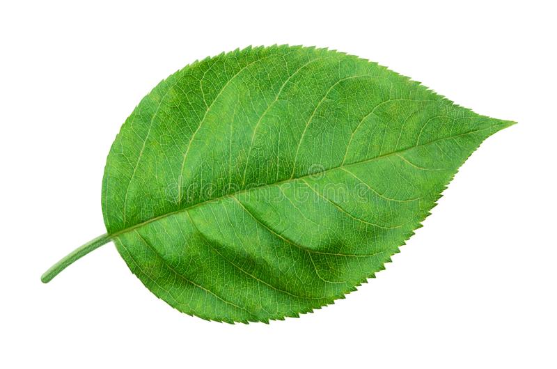 apple_leaf.jpg